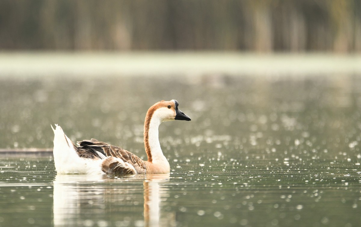 Swan Goose (Domestic type) - František Straka