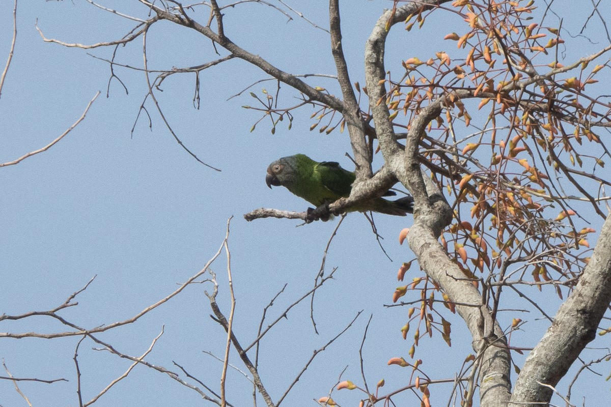 aratinga tmavohlavý - ML479033491