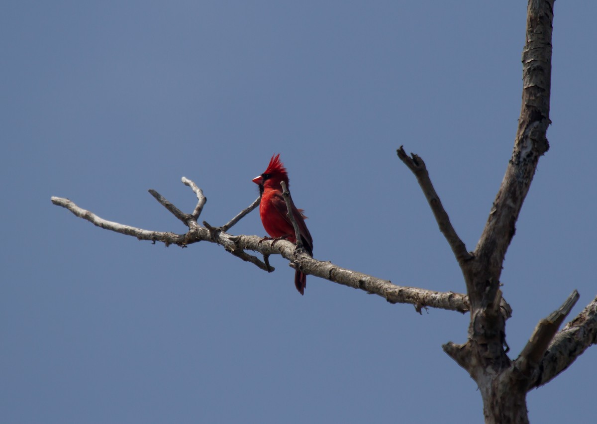 Northern Cardinal - ML47903371