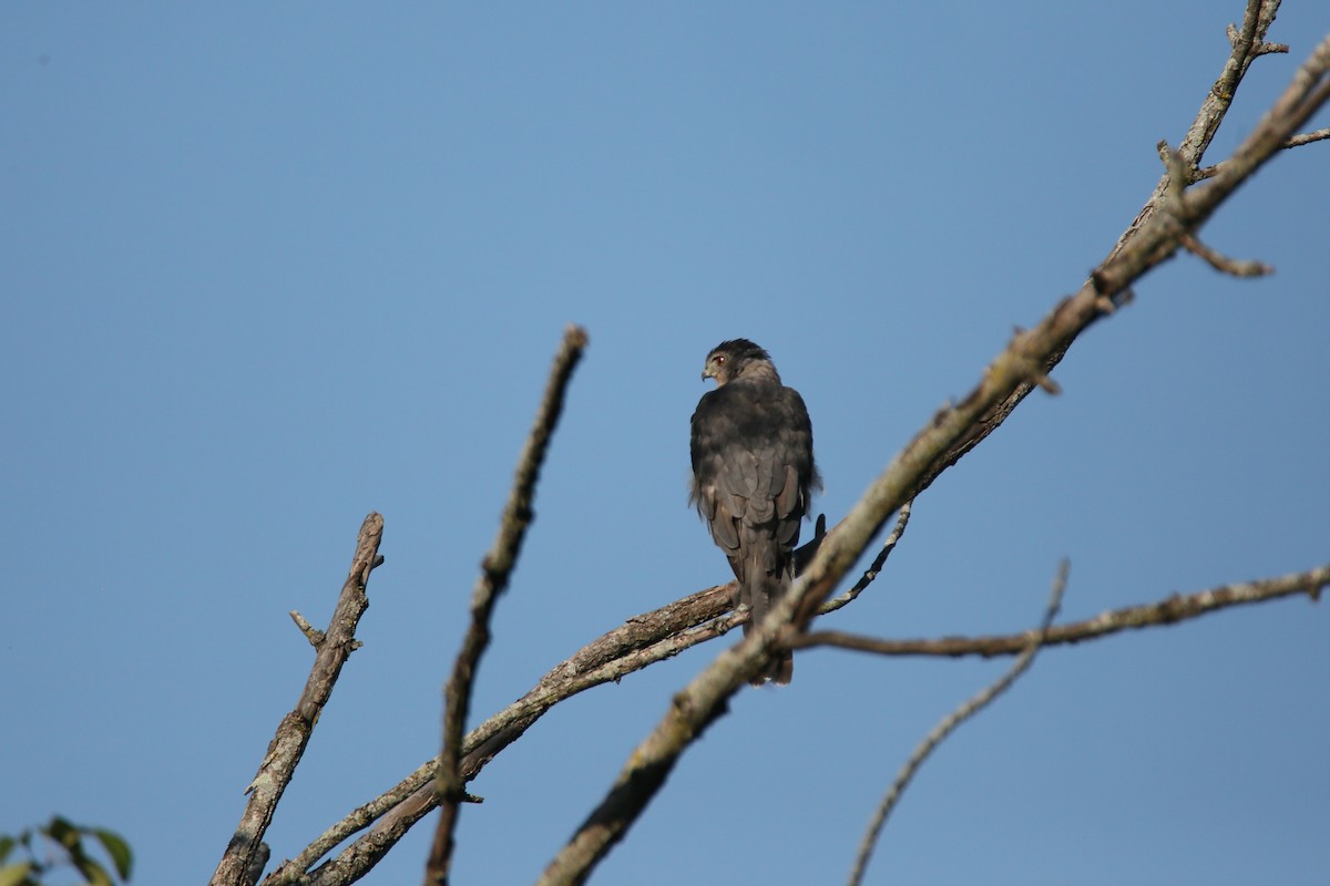 Cooper's Hawk - ML479034041