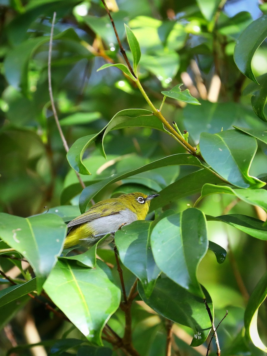 Swinhoe's White-eye - ML479034331