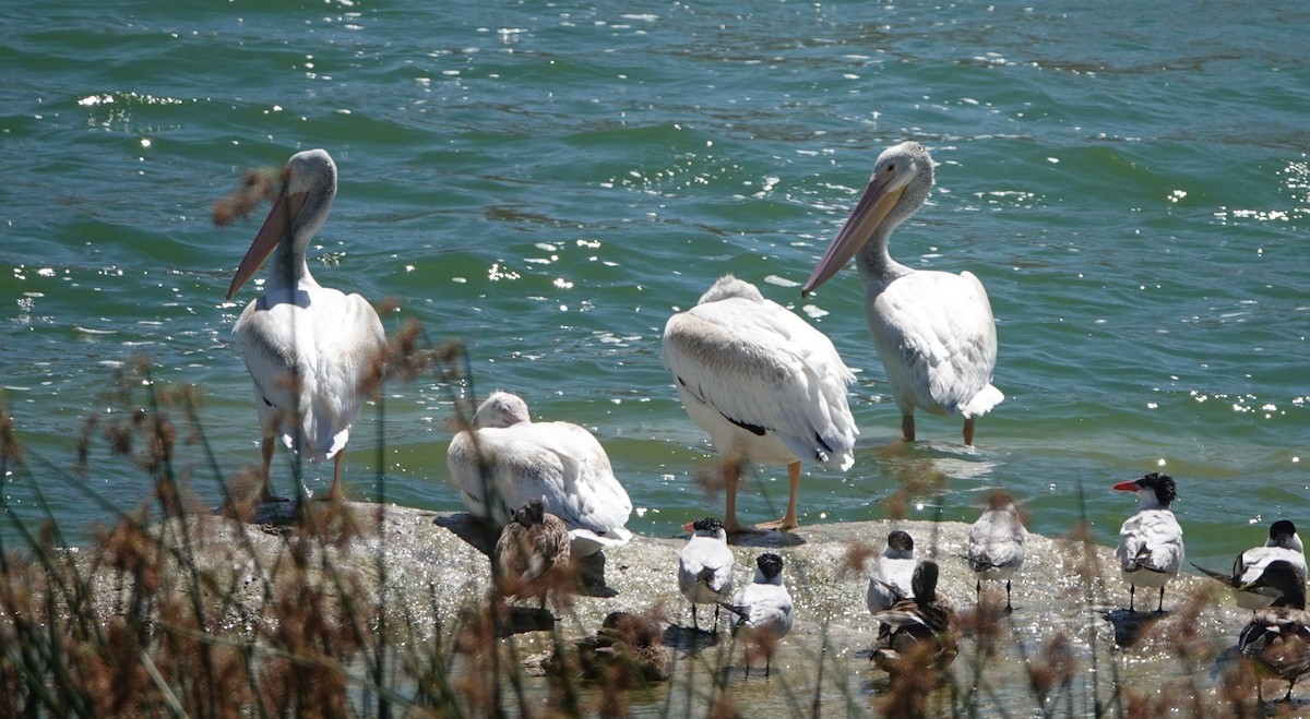 pelikán severoamerický - ML479034341