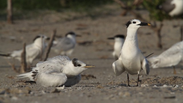 Sandwich Tern (Cabot's) - ML479036