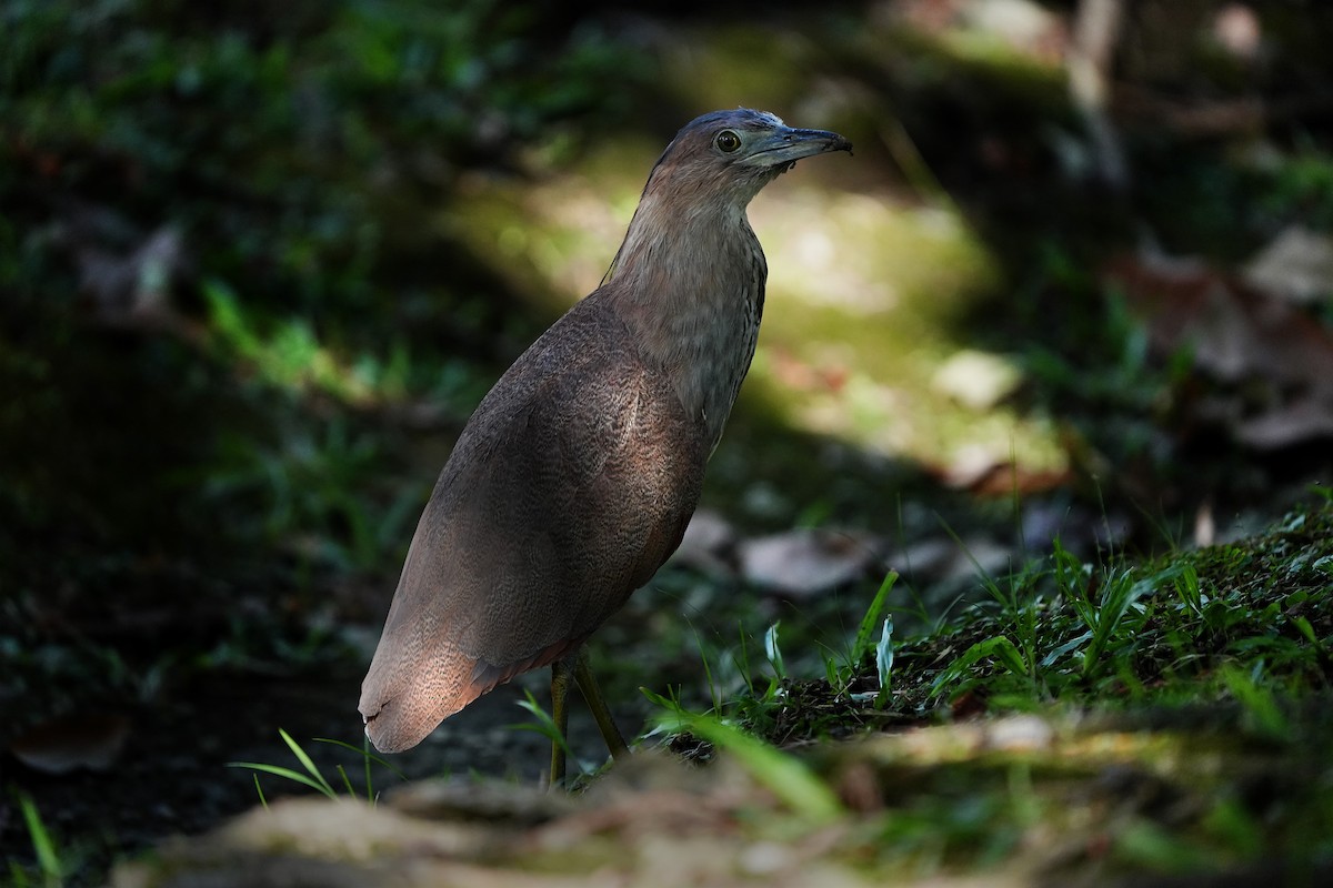 kvakoš indomalajský - ML479036911