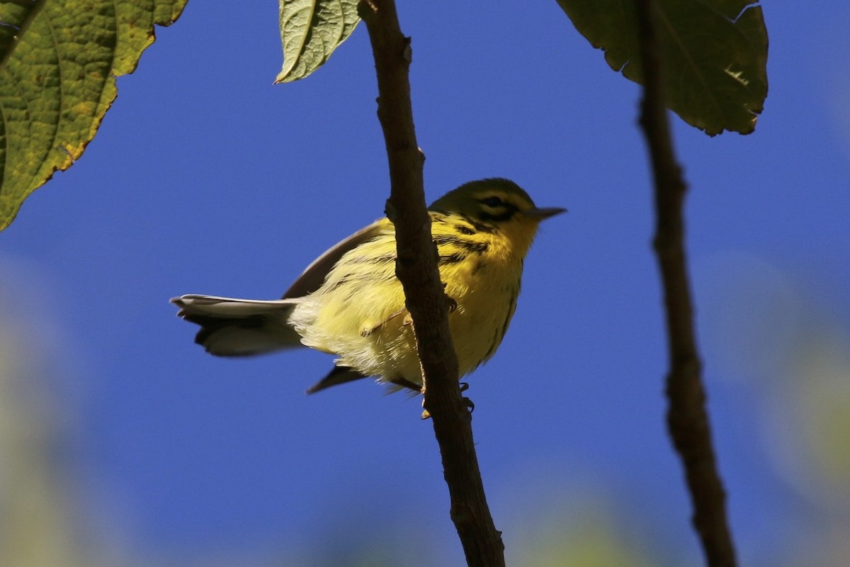 Prairie Warbler - ML47903721