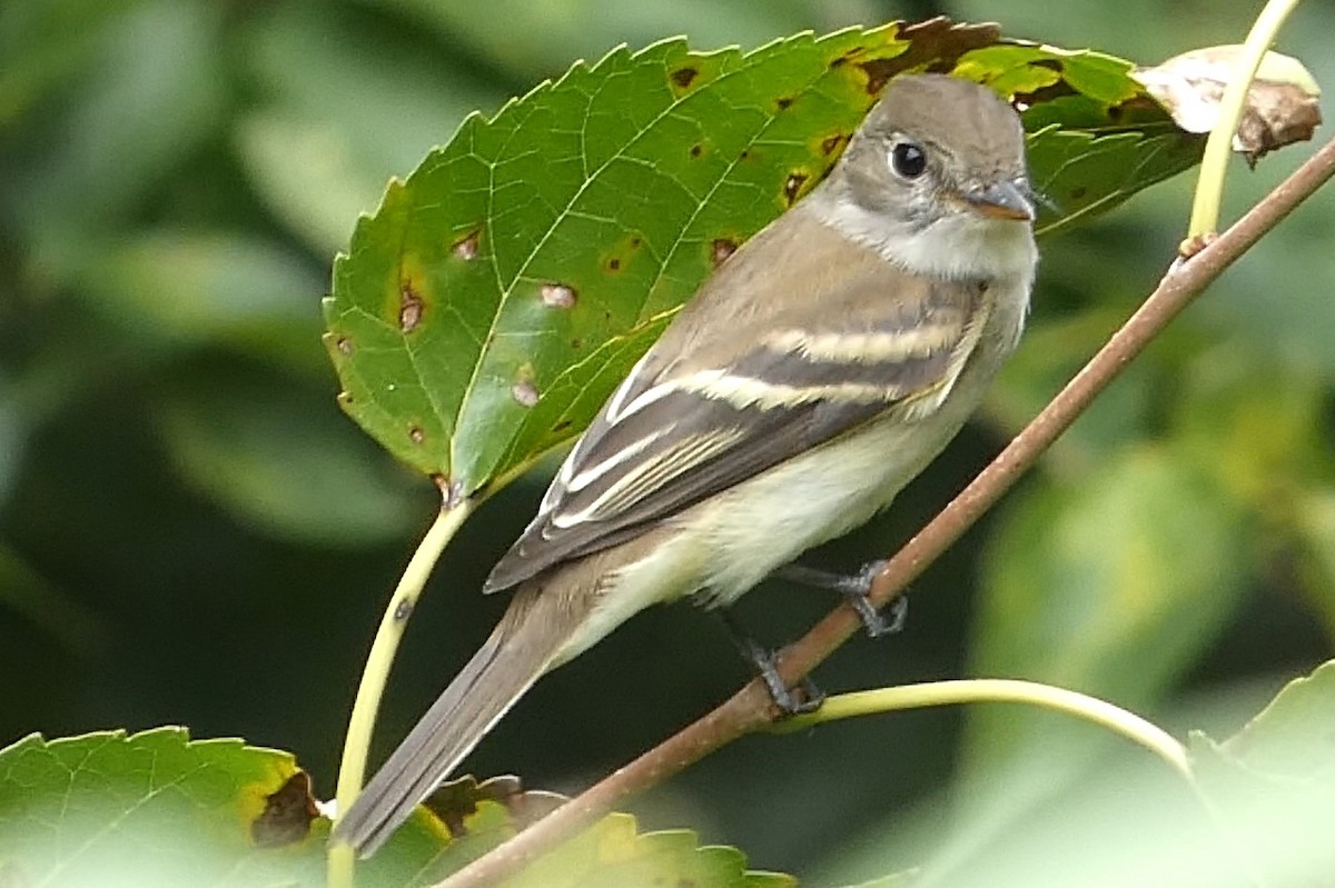 Mosquero (Empidonax) sp. - ML479037691