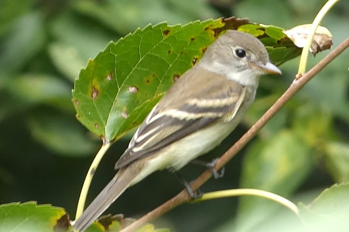 Mosquero (Empidonax) sp. - ML479037701