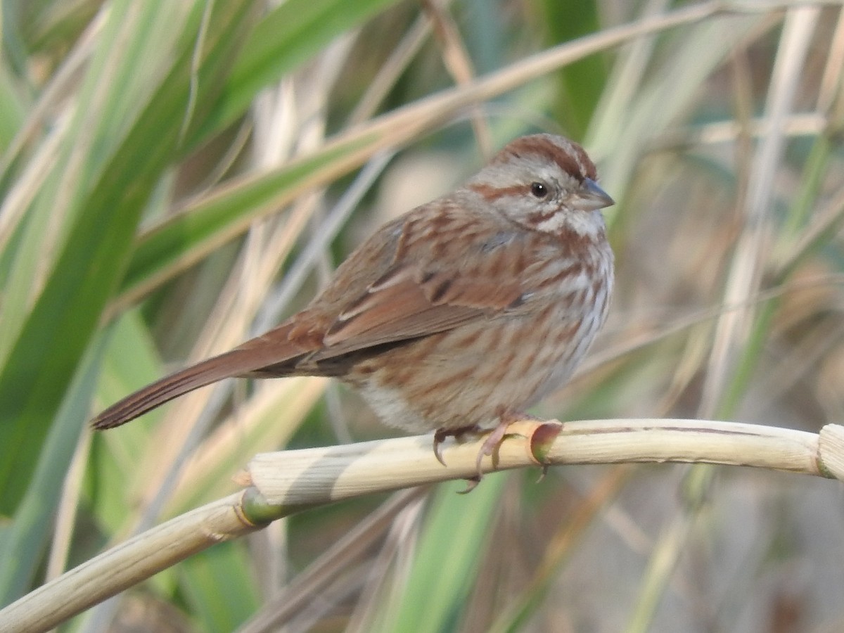 Song Sparrow - Paul Suchanek