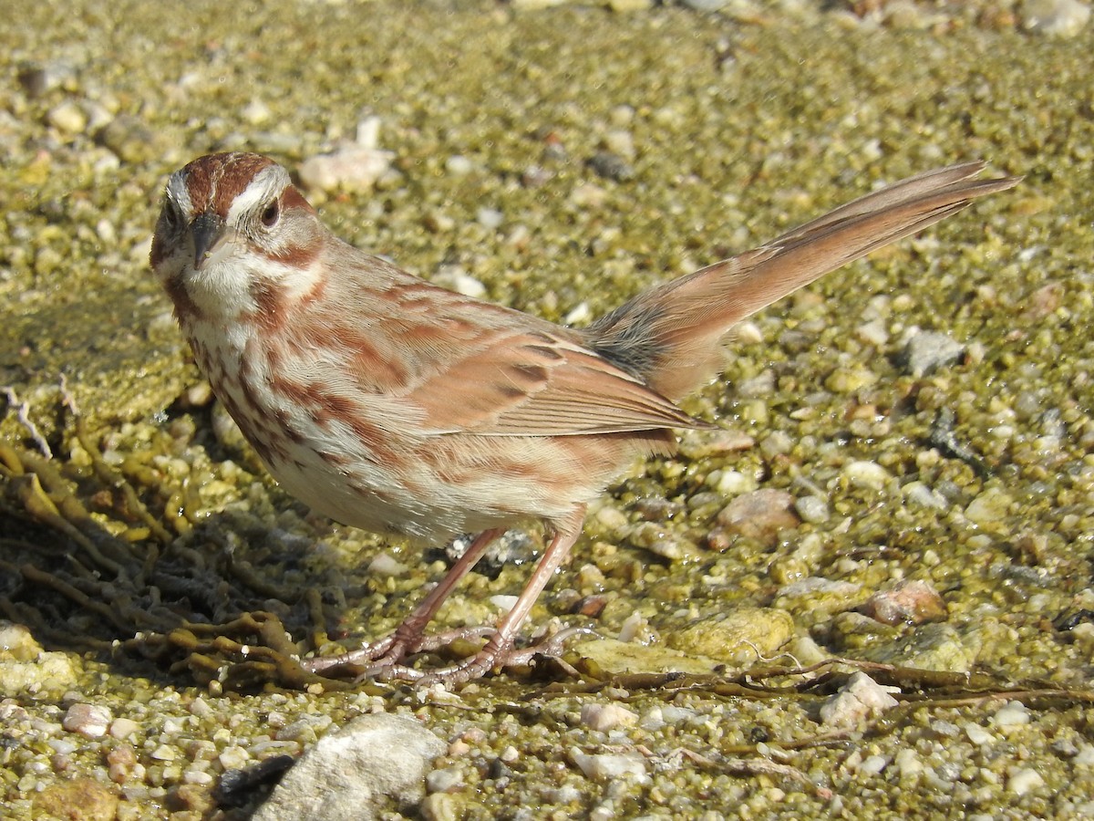 Song Sparrow - Paul Suchanek