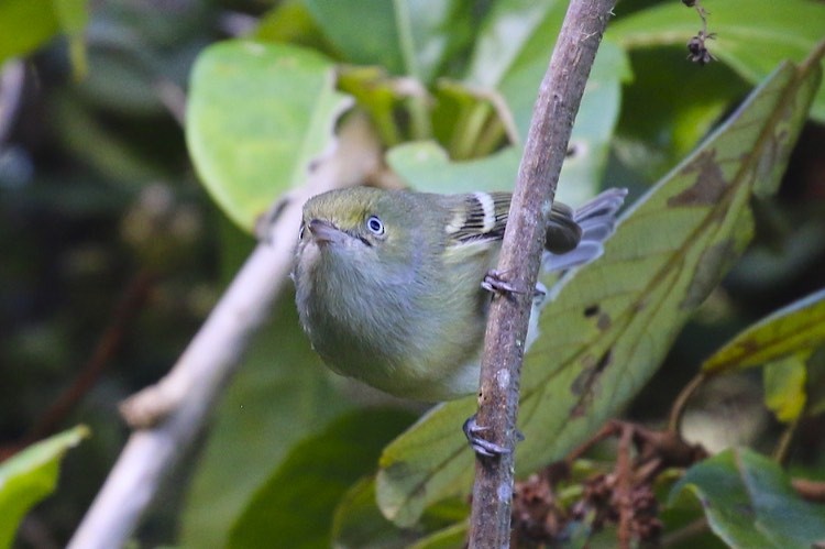 Jamaican Vireo - ML47903851