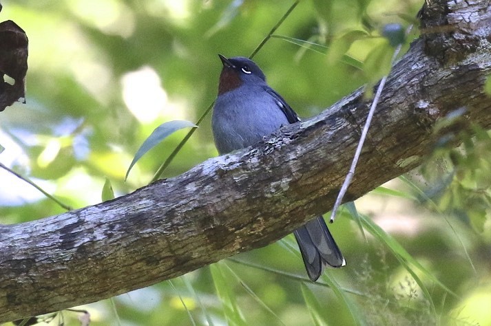 Rufous-throated Solitaire - Knut Hansen