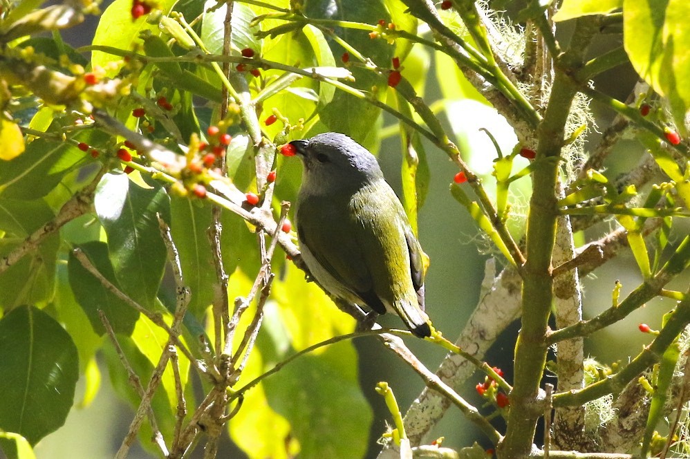 Jamaican Euphonia - ML47903961