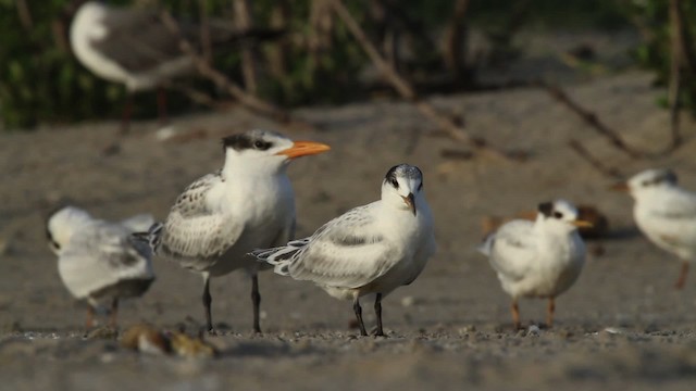 Sandwich Tern (Cabot's) - ML479040