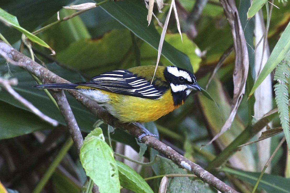 Jamaican Spindalis - Knut Hansen