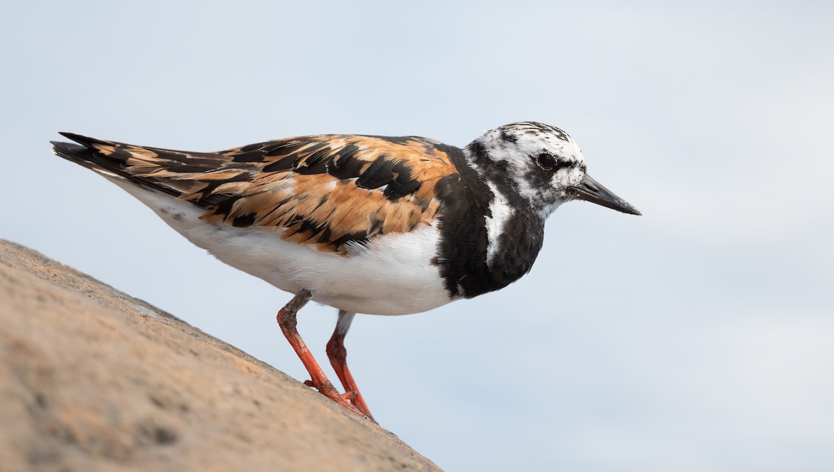 Ruddy Turnstone - ML479040671