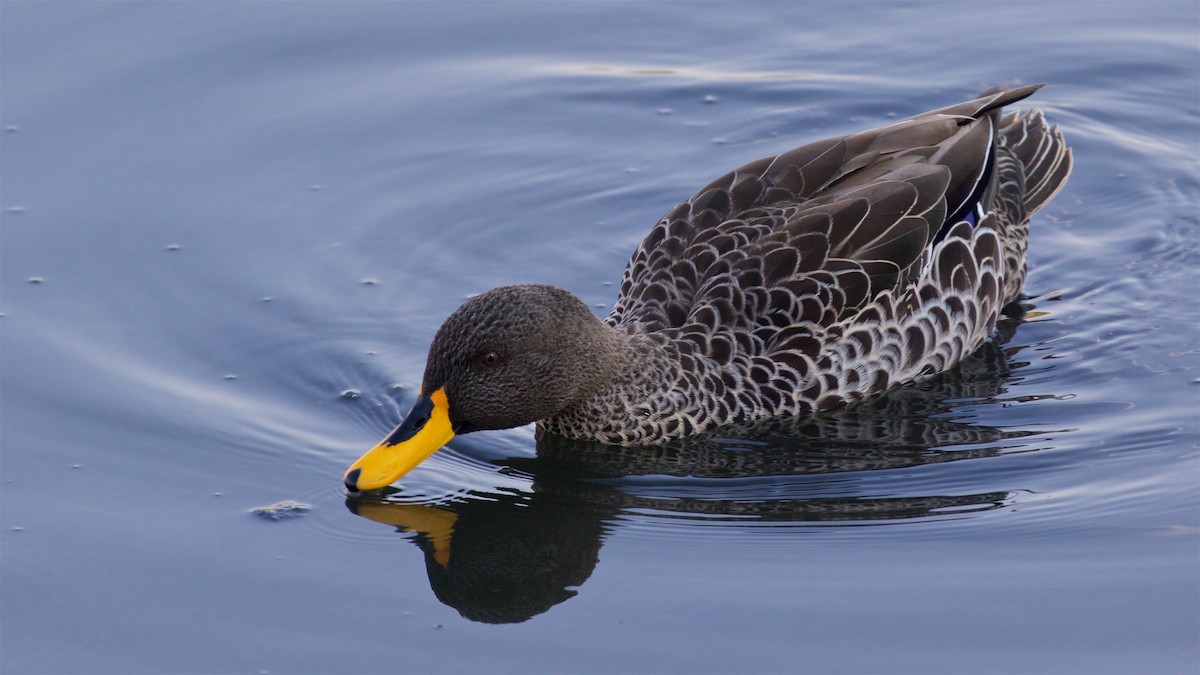 Yellow-billed Duck - ML479042281