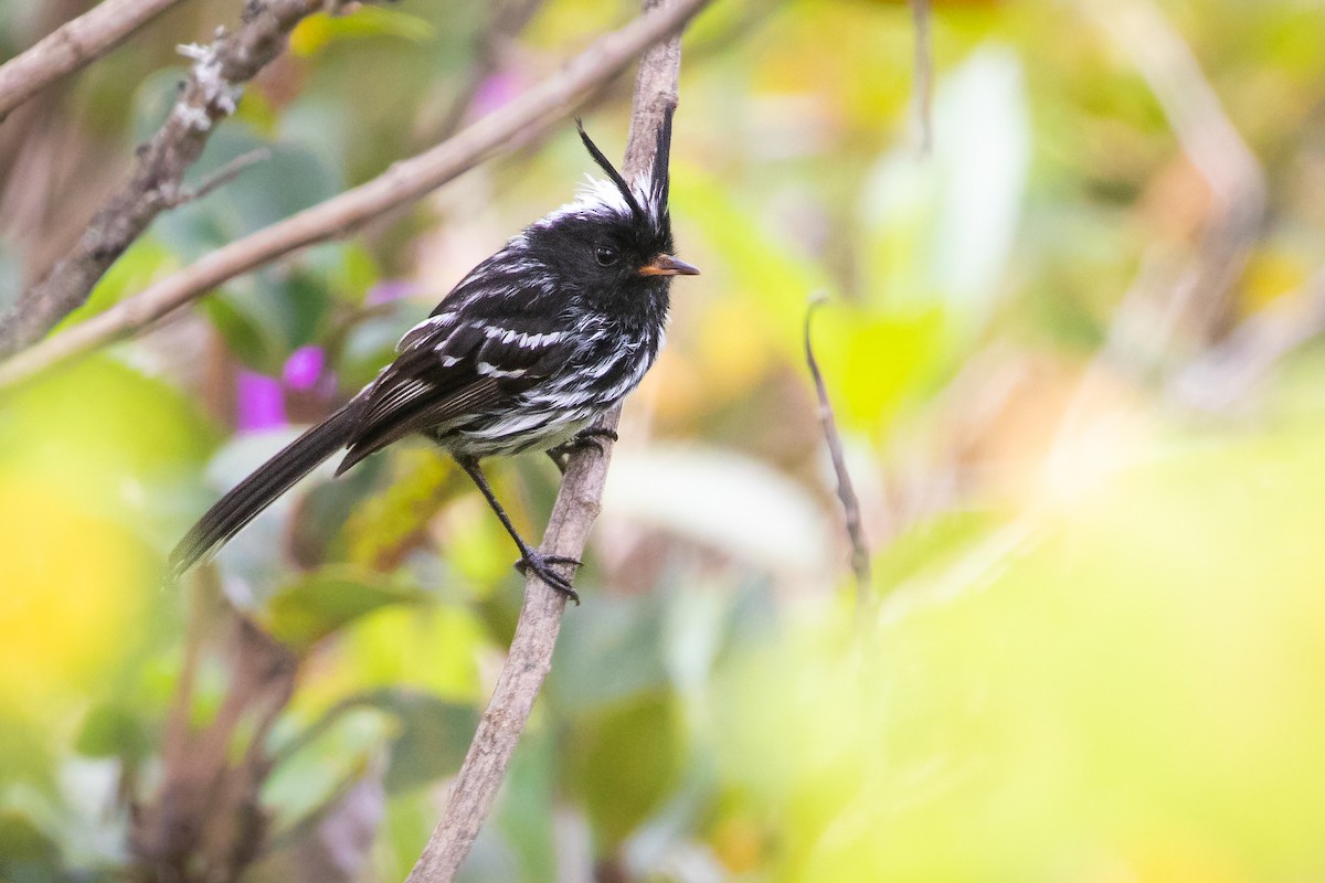 Black-crested Tit-Tyrant - Stéphane  Aubert