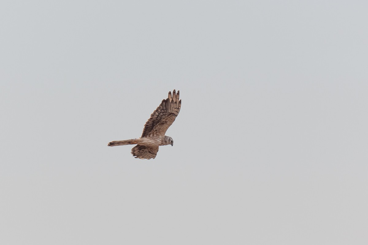 Montagu's Harrier - ML479045841