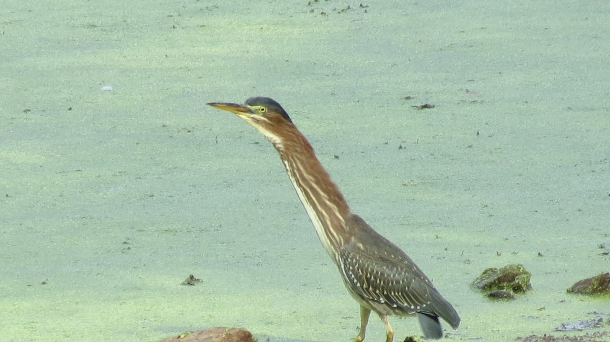 Green Heron - ML479046591