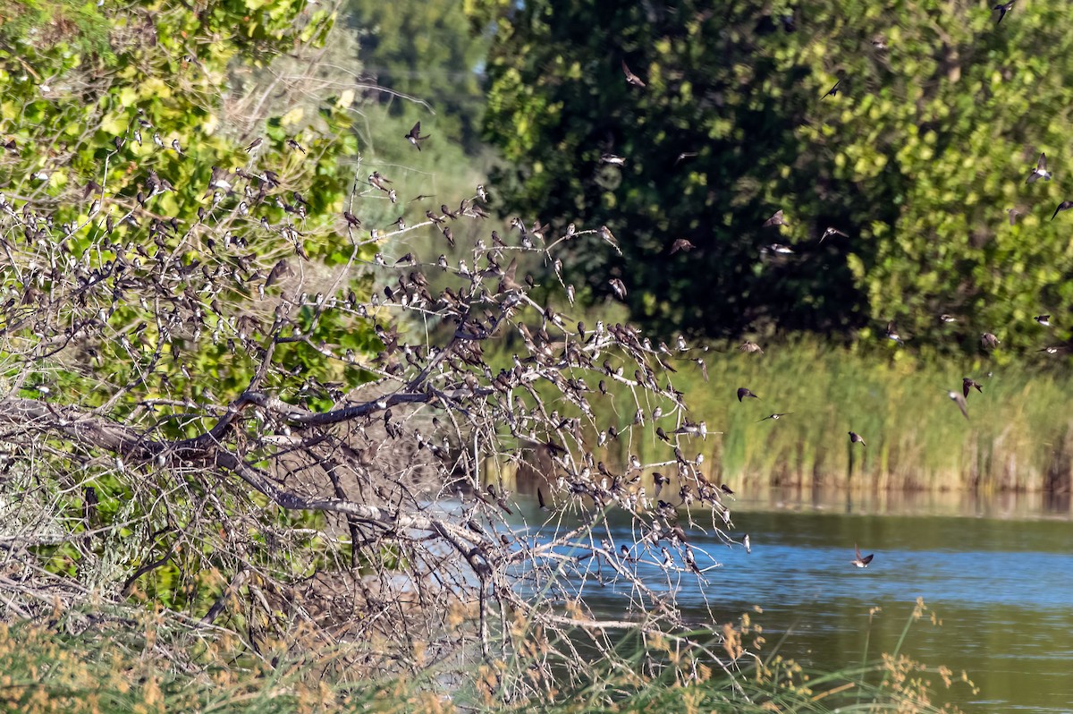 Bank Swallow - ML479046681