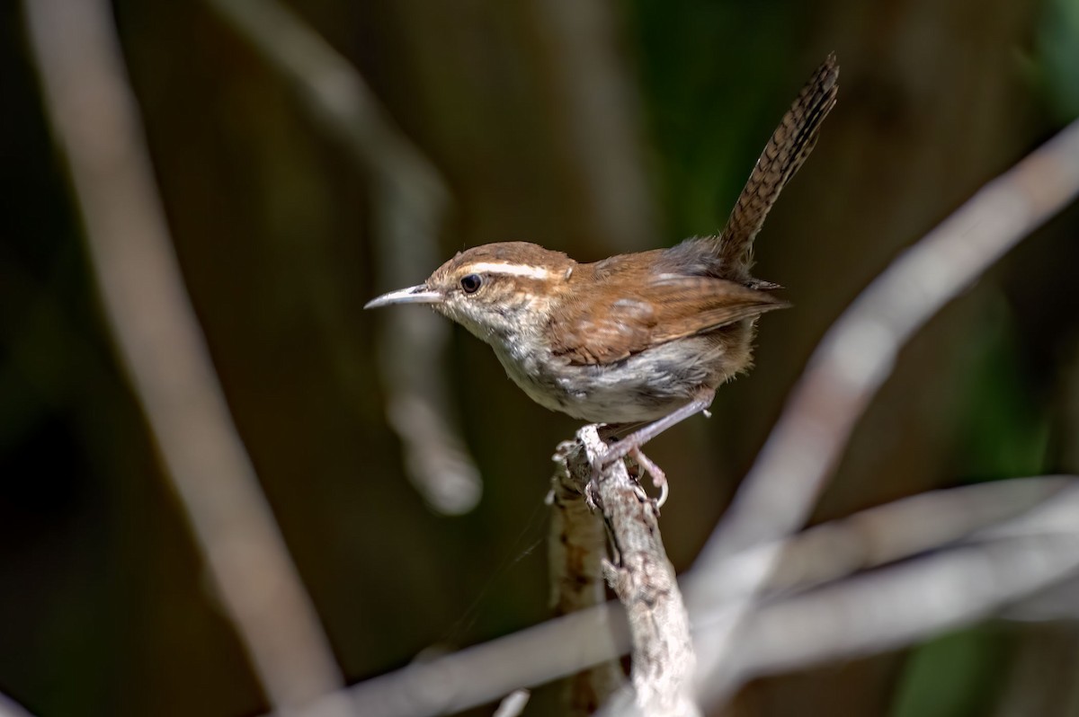 Bewick's Wren - ML479047291