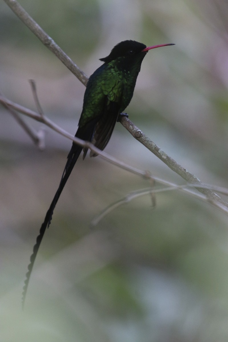 Colibri à tête noire - ML47904741