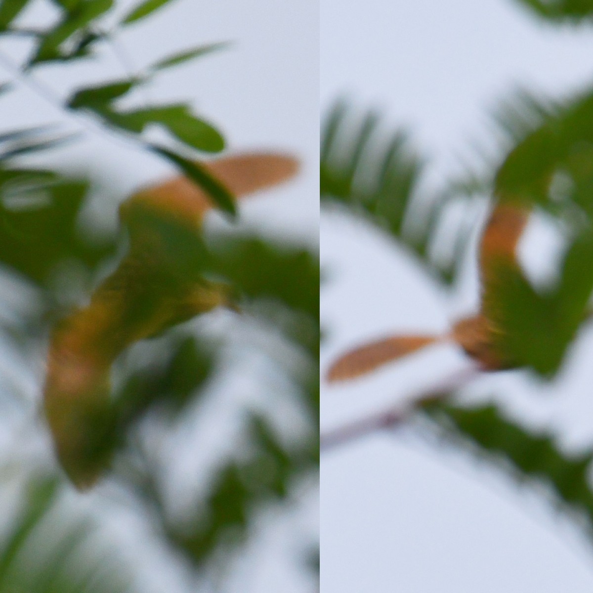 Corn Crake - ML479048141