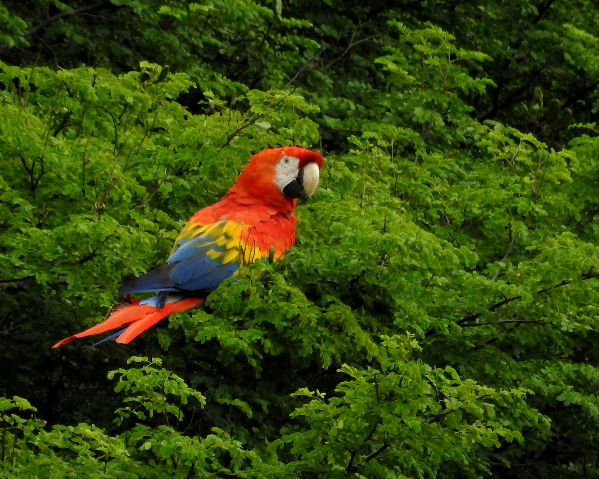 Scarlet Macaw - ML479050141