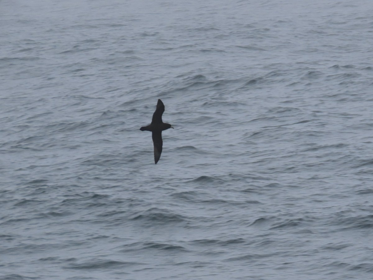 White-chinned Petrel - ML479053101