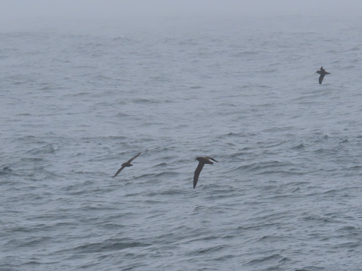 White-chinned Petrel - ML479053111
