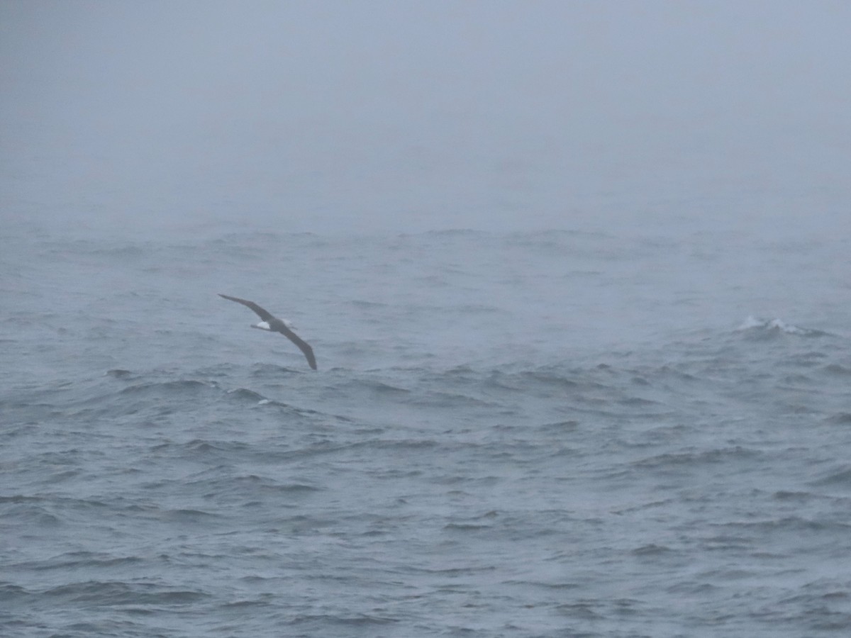 Black-browed Albatross - ML479053231