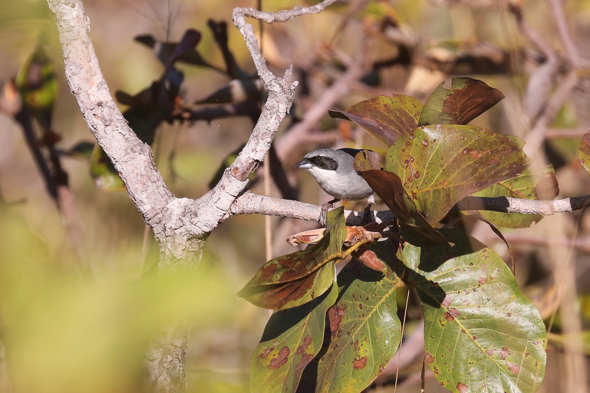 White-banded Tanager - ML479056111