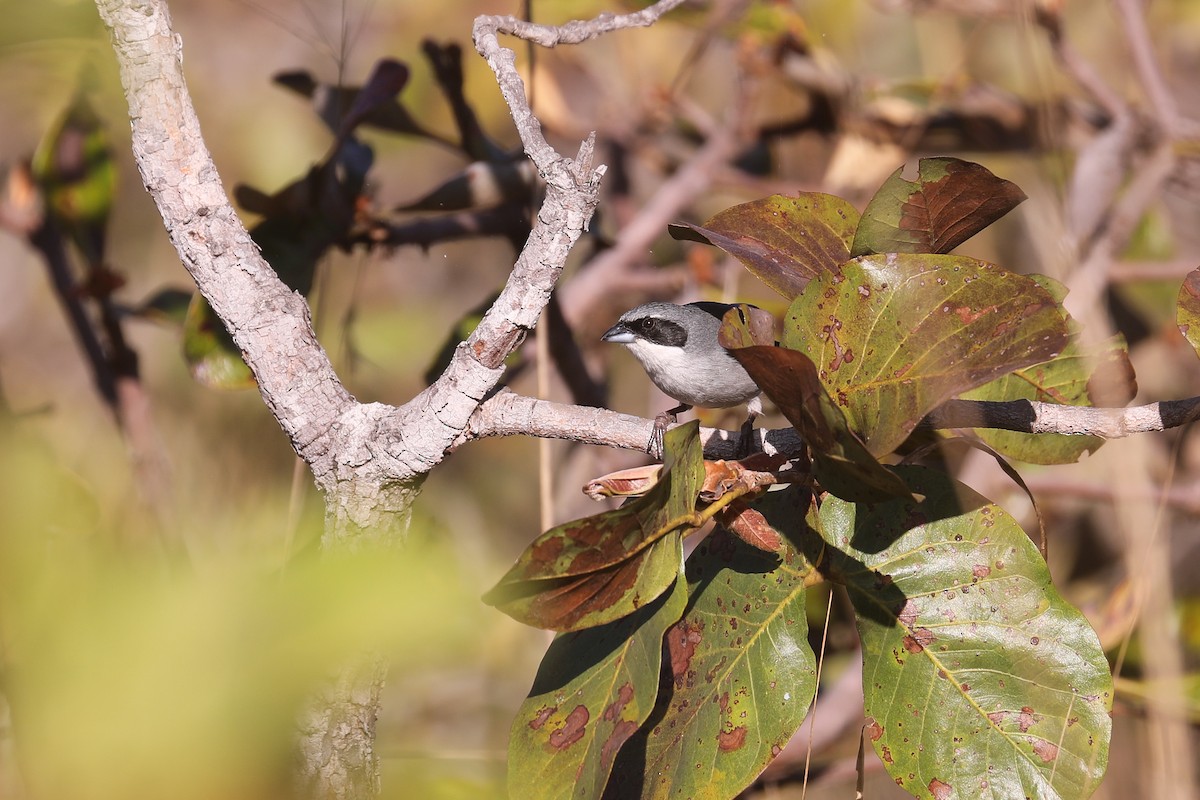 White-banded Tanager - Thomas Galewski