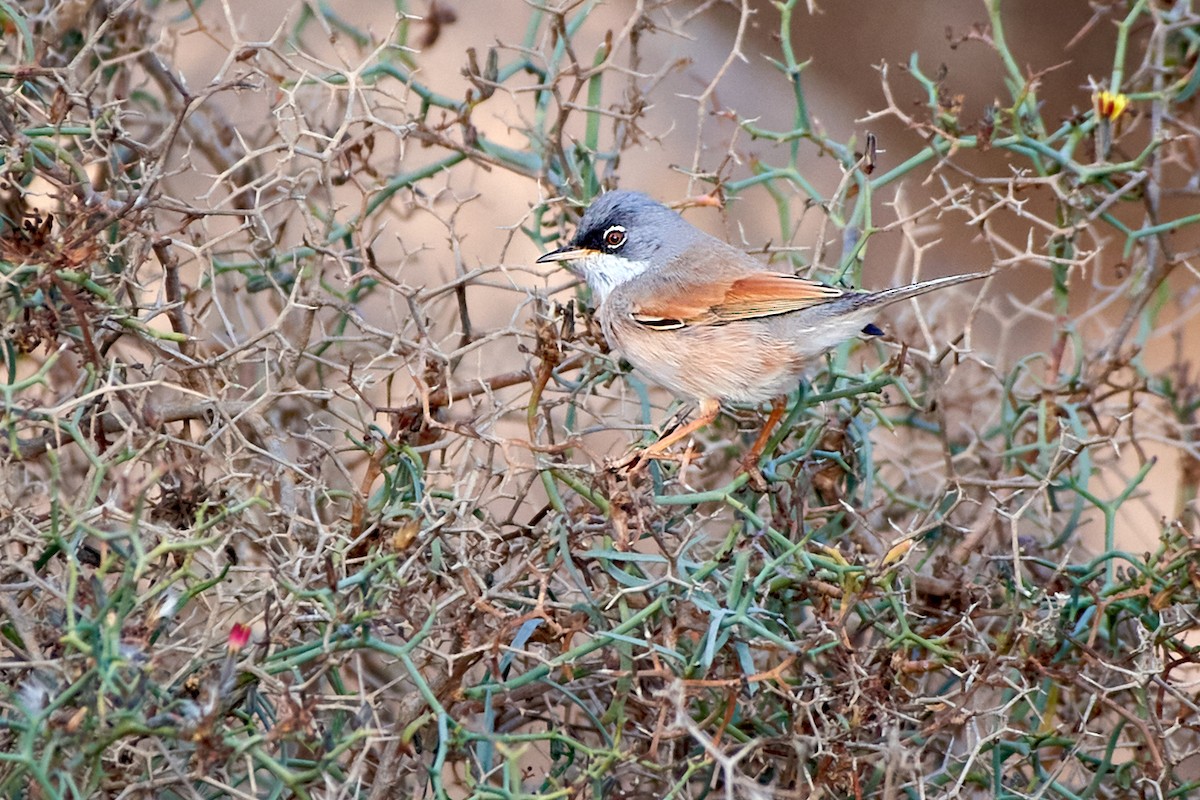 Spectacled Warbler - ML479056171