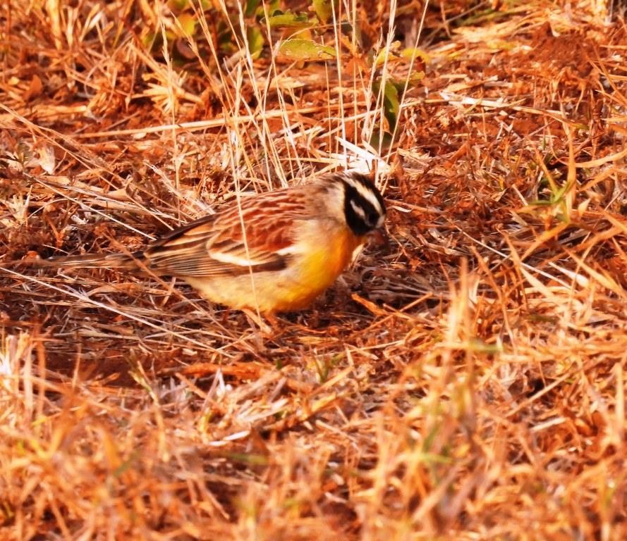 Golden-breasted Bunting - ML479056761