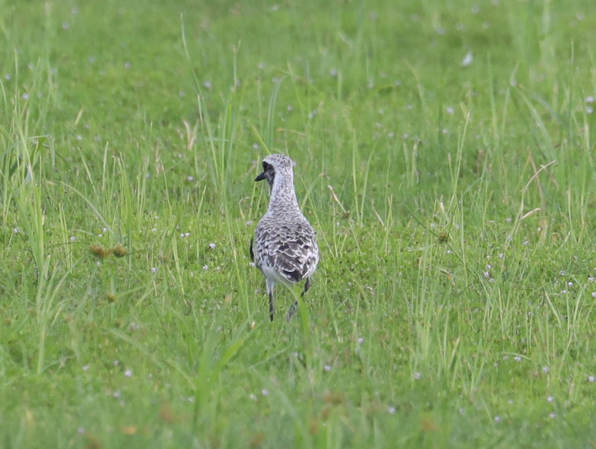 Black-bellied Plover - ML479057331