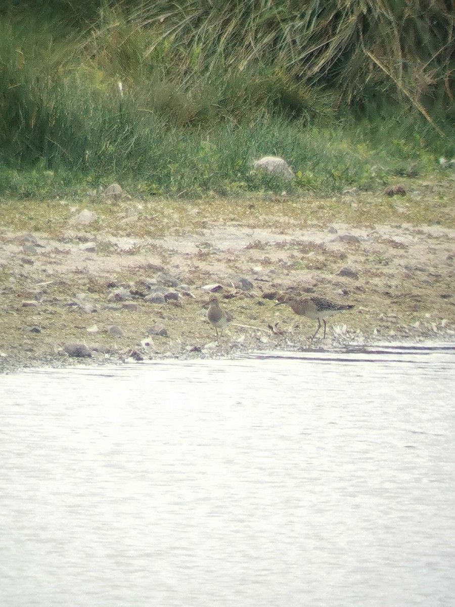 Pectoral Sandpiper - ML479060381