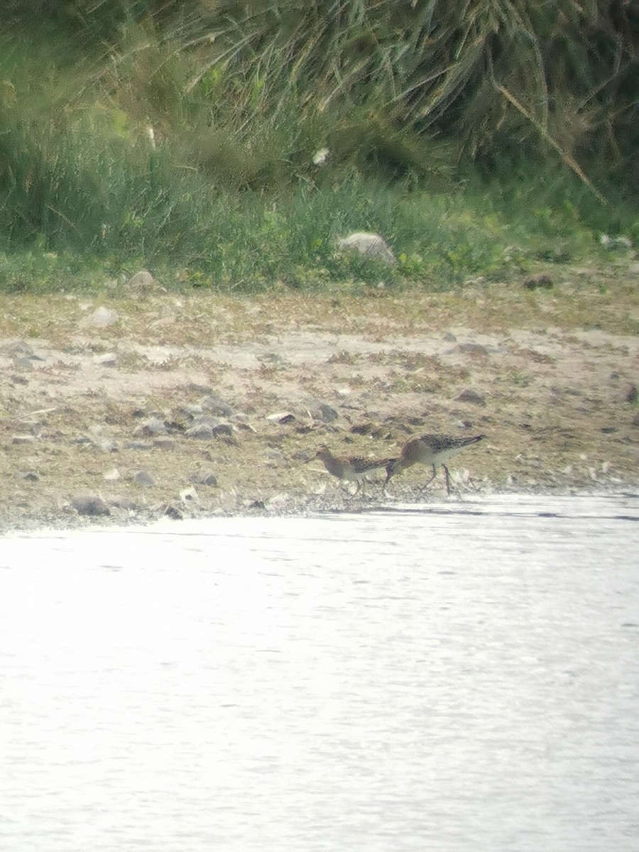 Pectoral Sandpiper - ML479060541