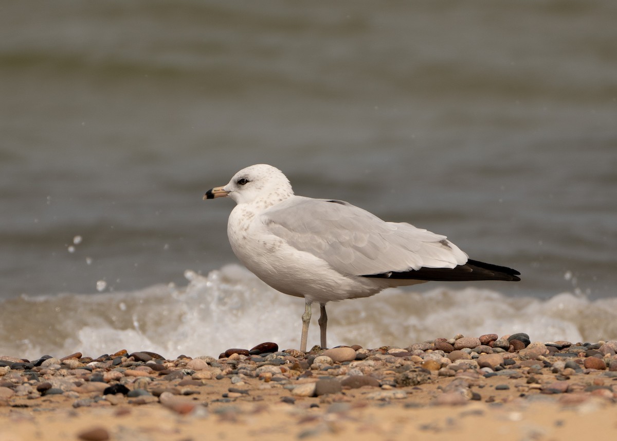 Ring-billed Gull - Sheila and Ed Bremer