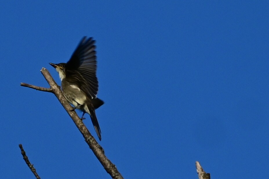 Olive-sided Flycatcher - ML479066871