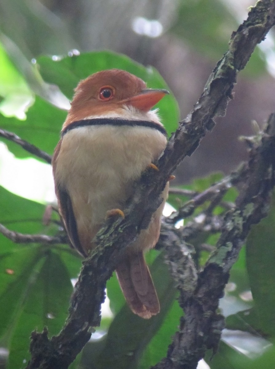 Collared Puffbird - ML479067591