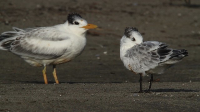 Крячок рябодзьобий (підвид acuflavidus) - ML479068