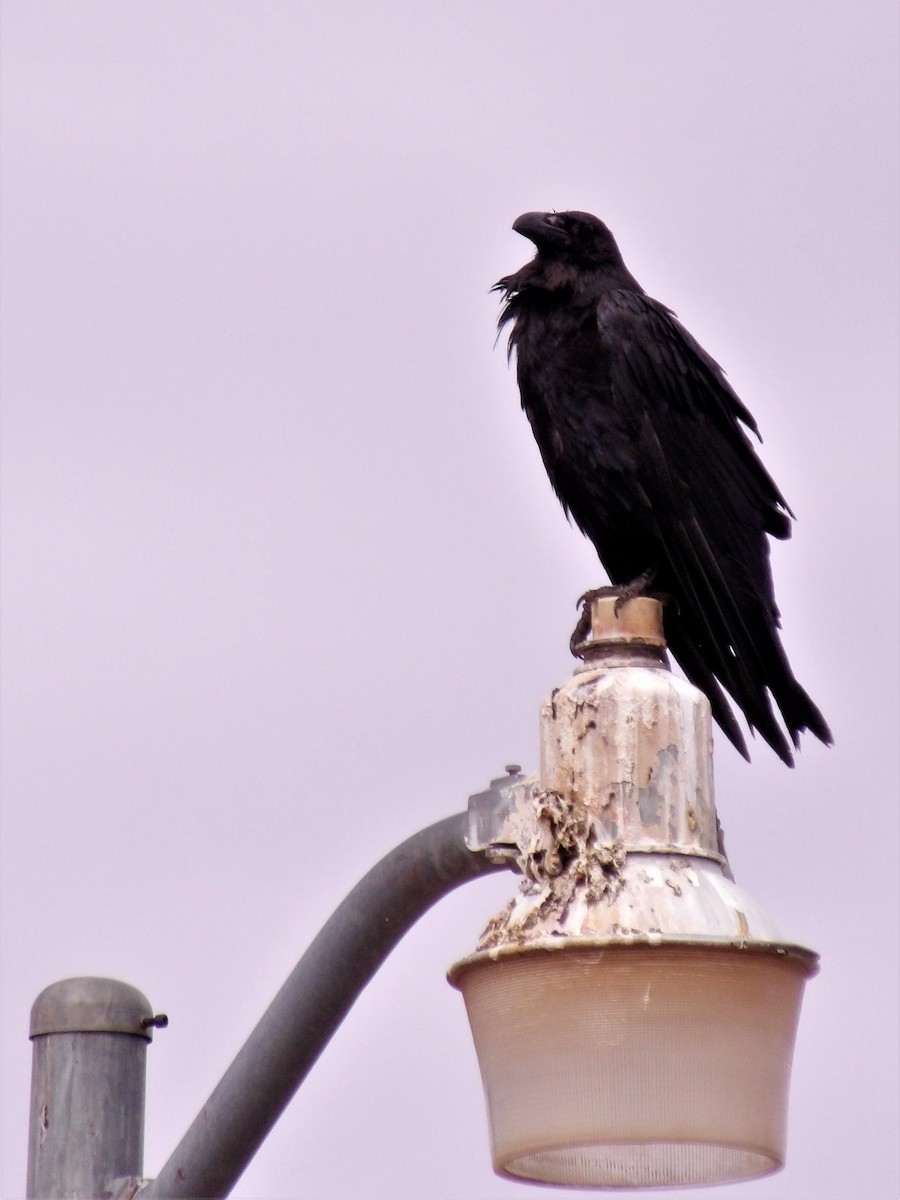 Common Raven - ML479068641