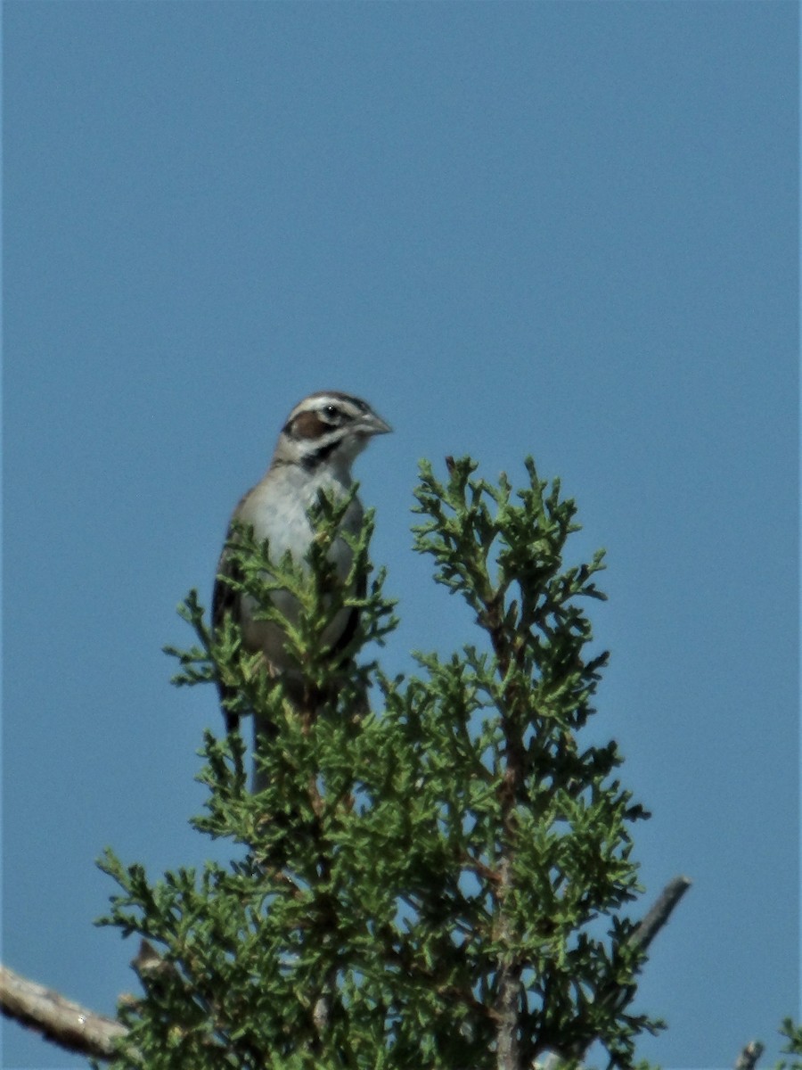 Bruant à joues marron - ML479068771