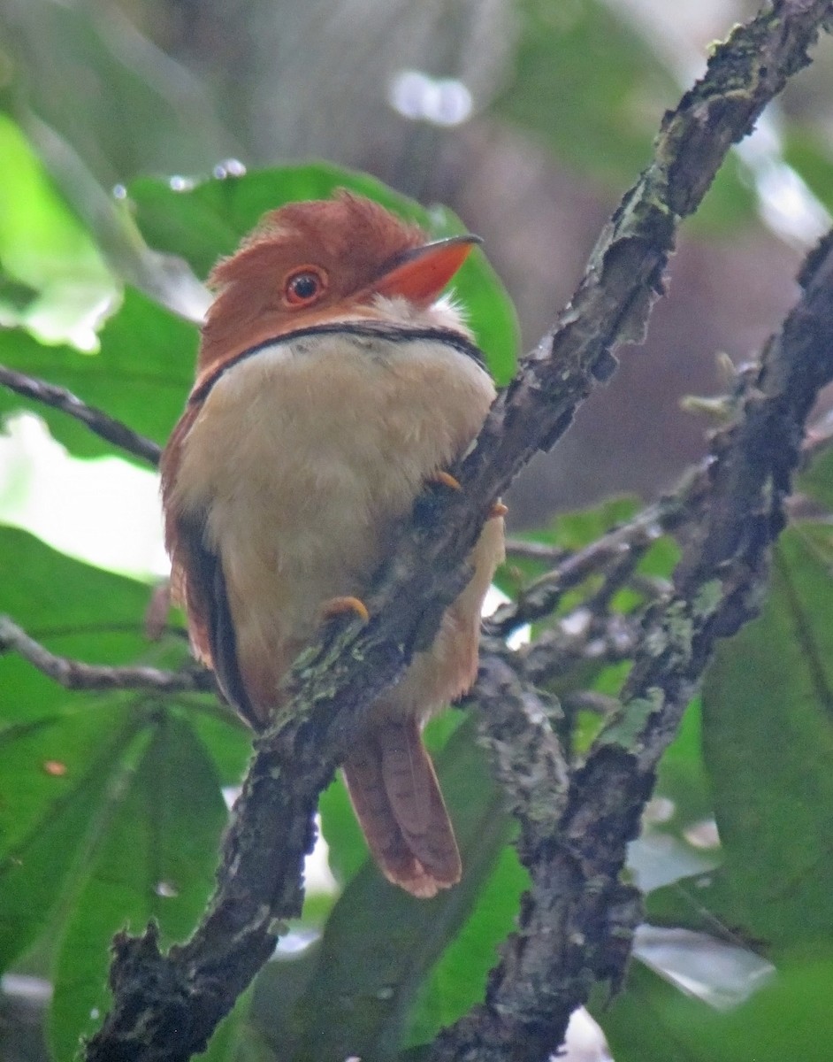 Collared Puffbird - ML479069051