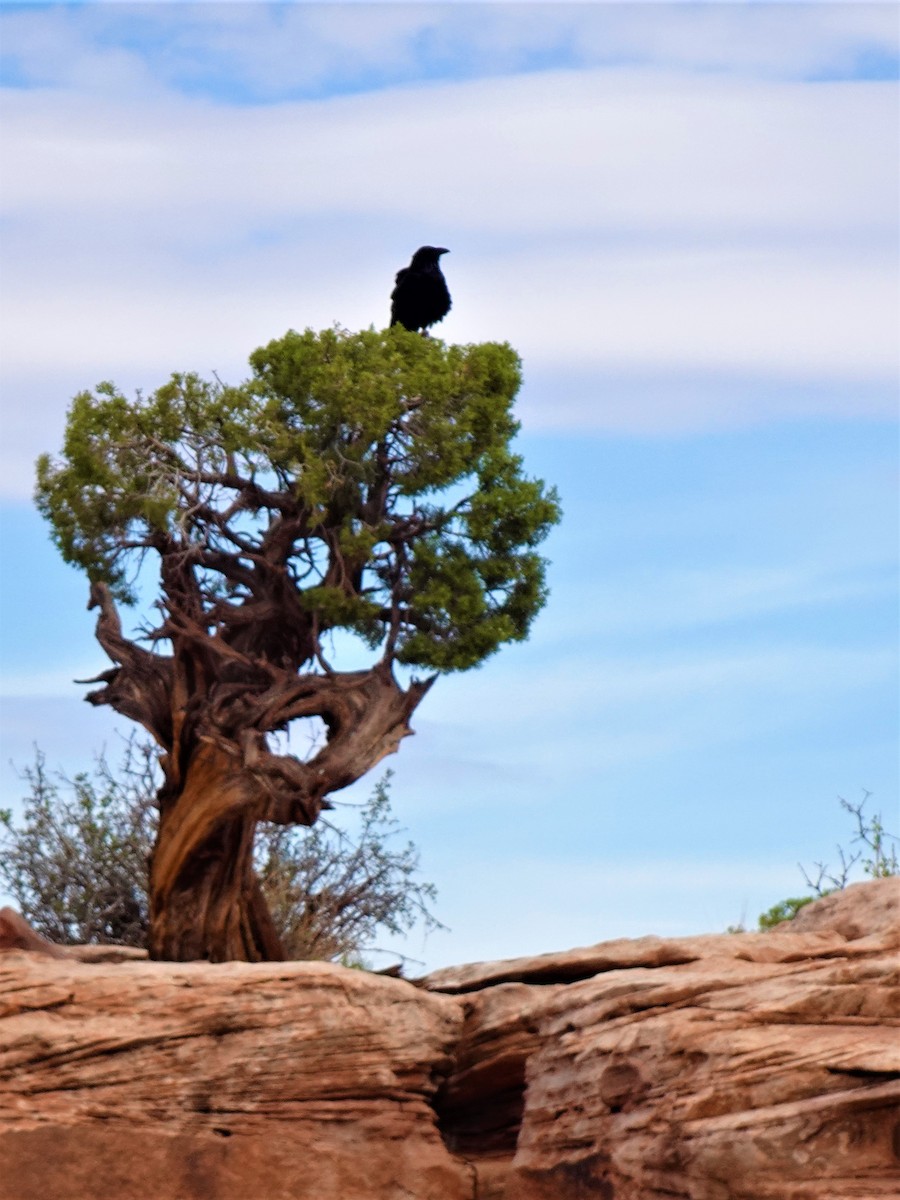 Common Raven - ML479069161