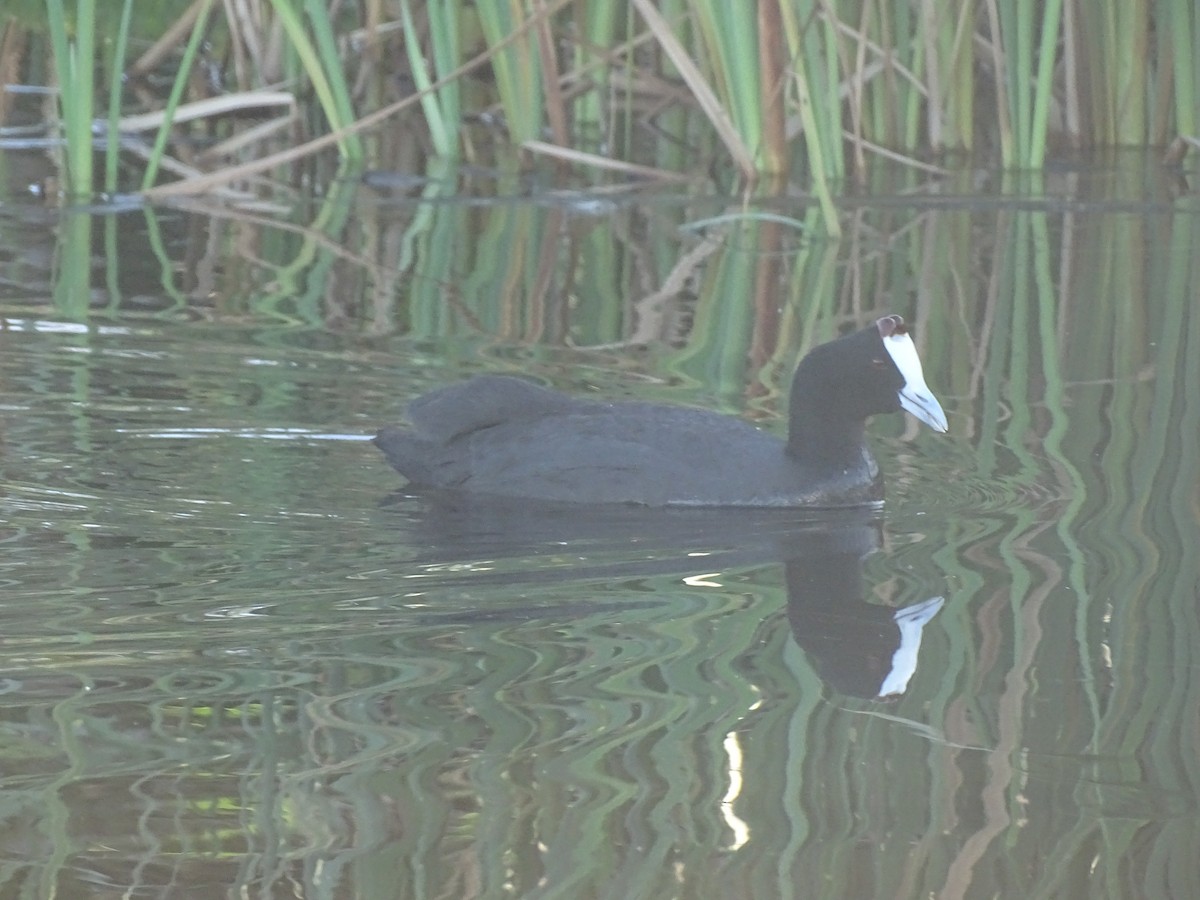 Red-knobbed Coot - ML479071641