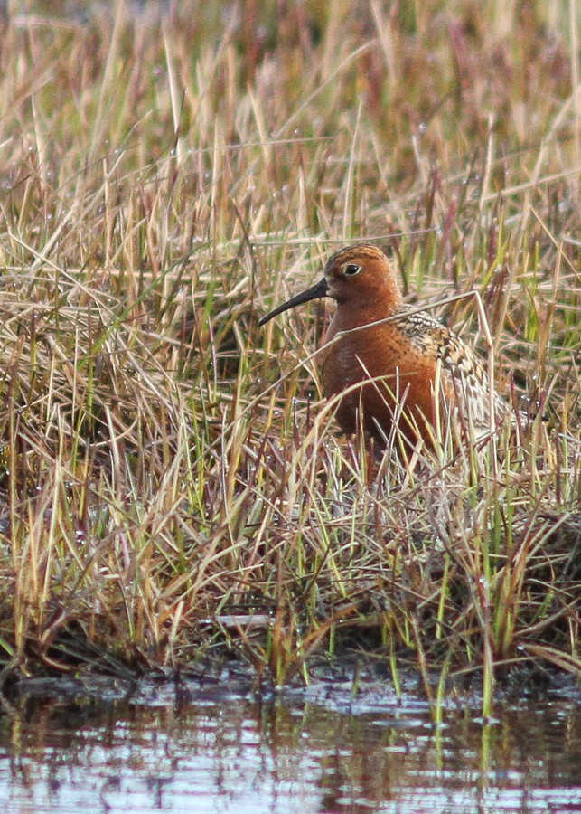 Curlew Sandpiper - ML479072231