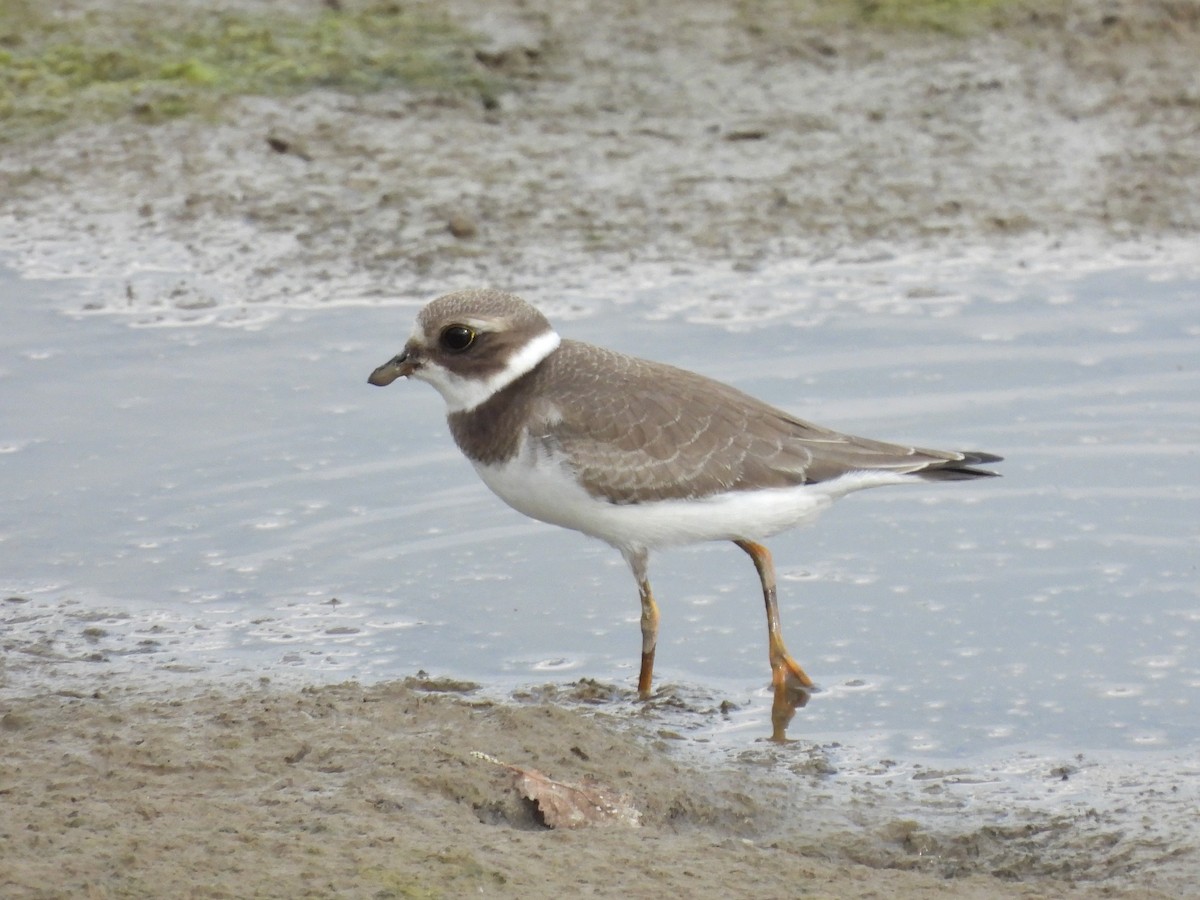 Semipalmated Plover - ML479073141