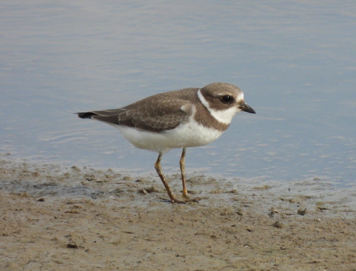 Semipalmated Plover - ML479073151